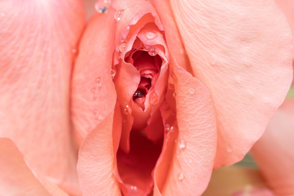 rosa super-red-clover-menopausia.jpg
